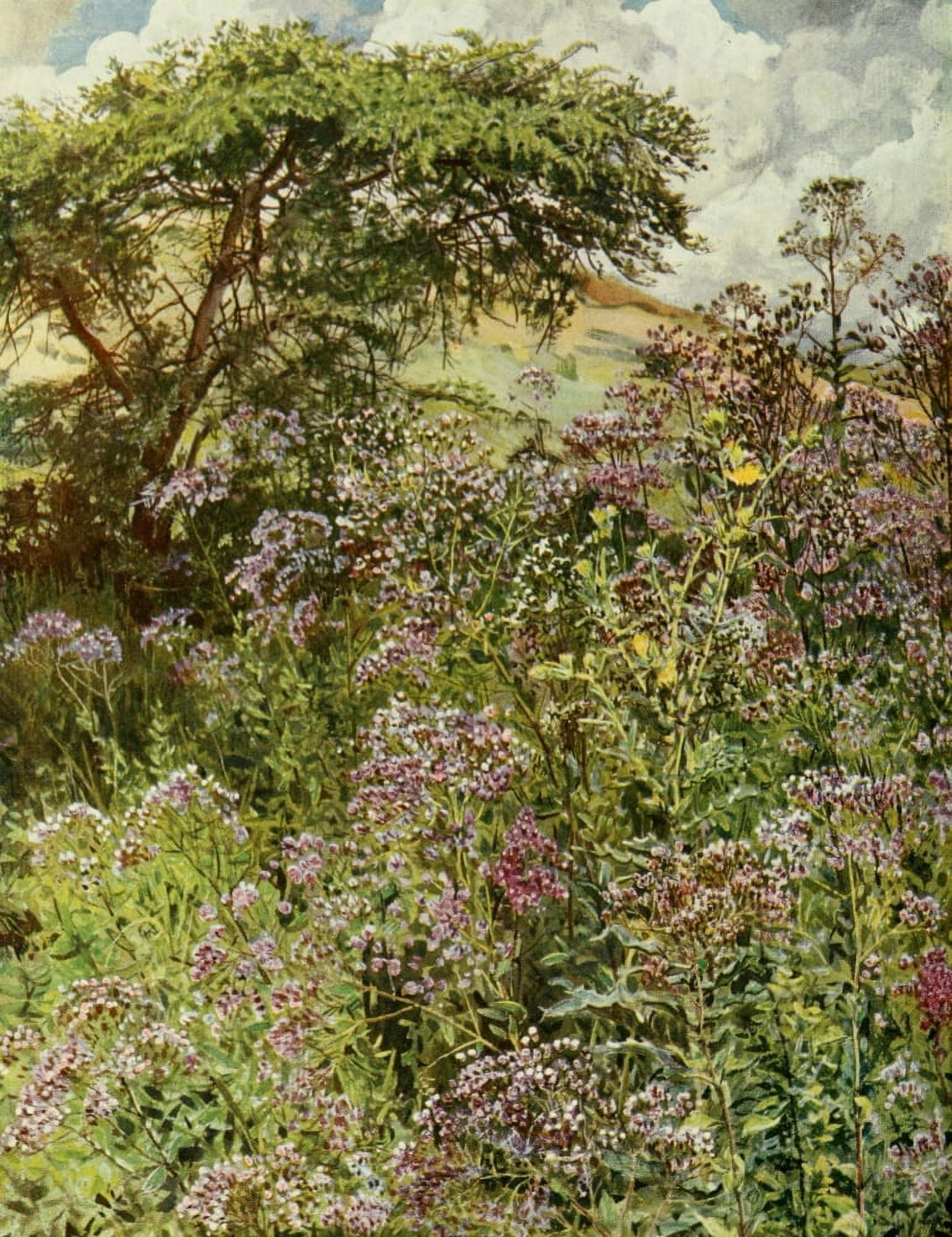 The Uganda Protectorate 1902 Landscape in Western Uganda with Emilia flowers Canvas Art - Sir Harry Johnston (24 x 36)