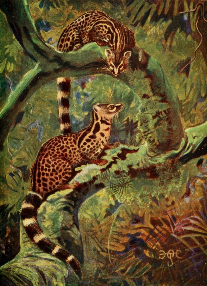 The Uganda Protectorate 1902 Large Genet of the Semliki Forest Canvas Art - Sir Harry Johnston (24 x 36)
