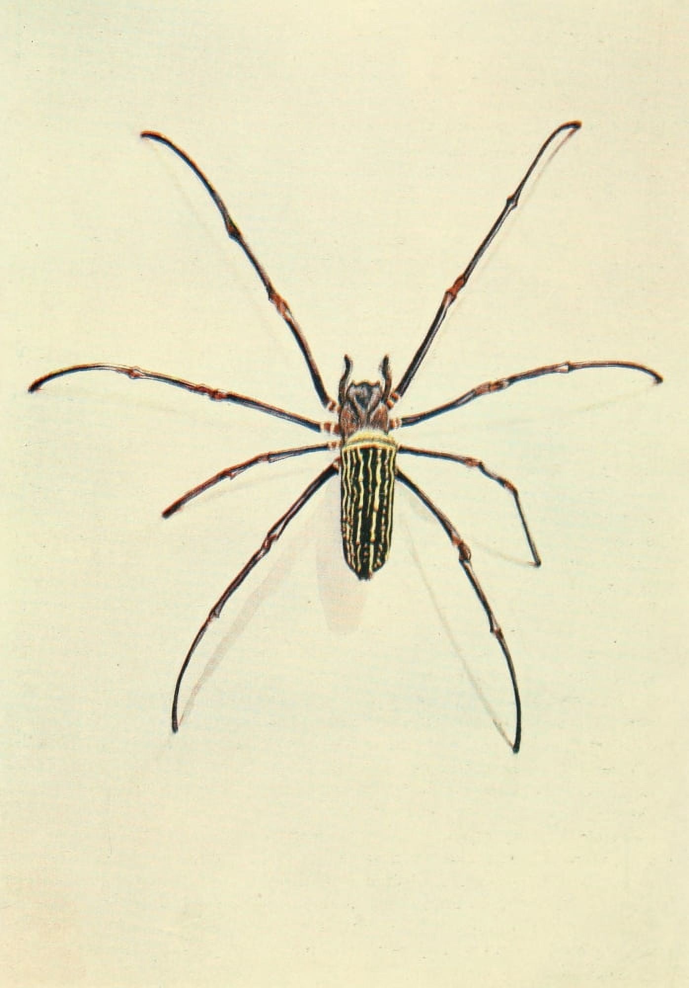 The Uganda Protectorate 1902 Nephila spider Canvas Art - Sir Harry Johnston (18 x 24)