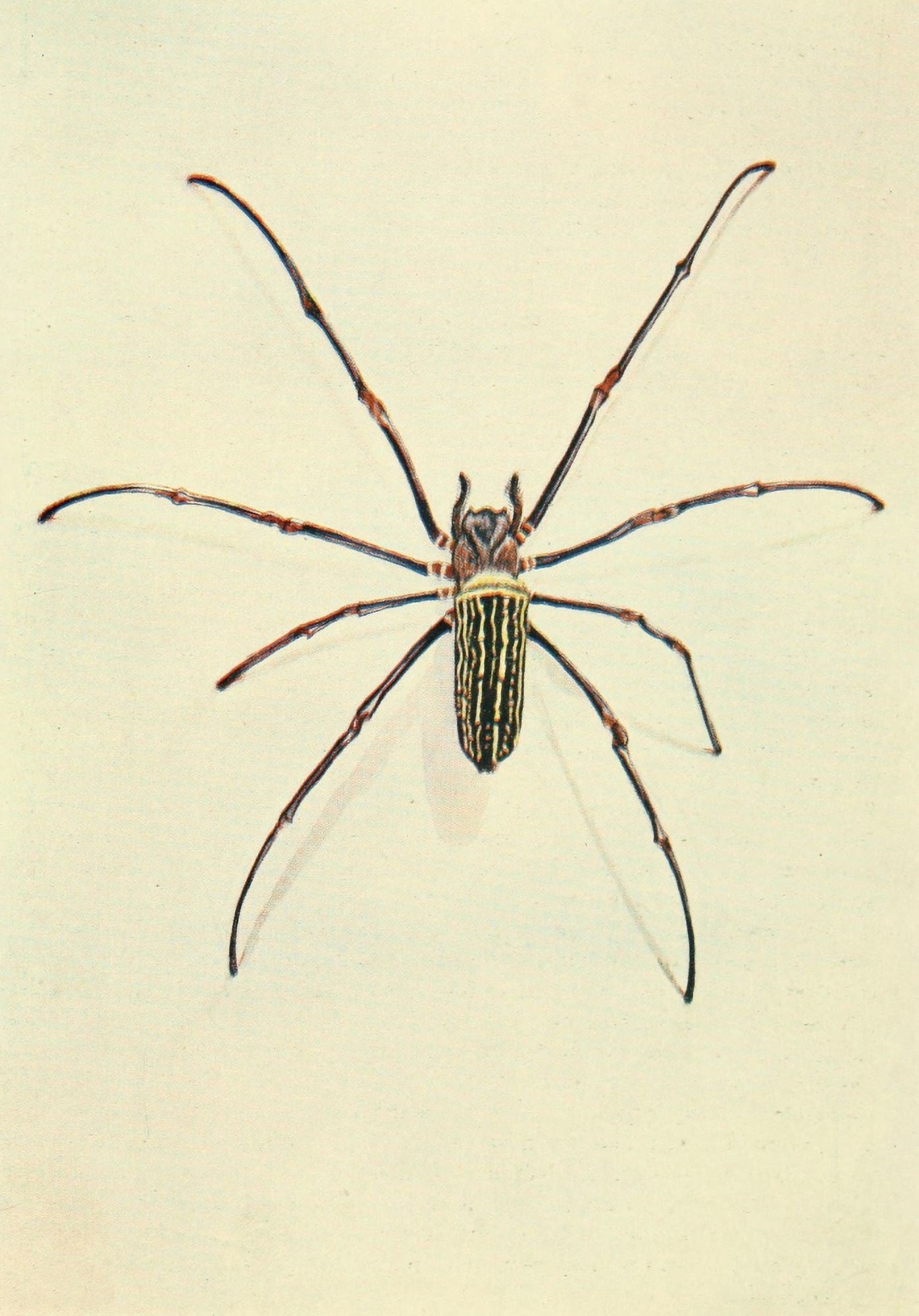 The Uganda Protectorate 1902 Nephila spider Canvas Art - Sir Harry Johnston (24 x 36)