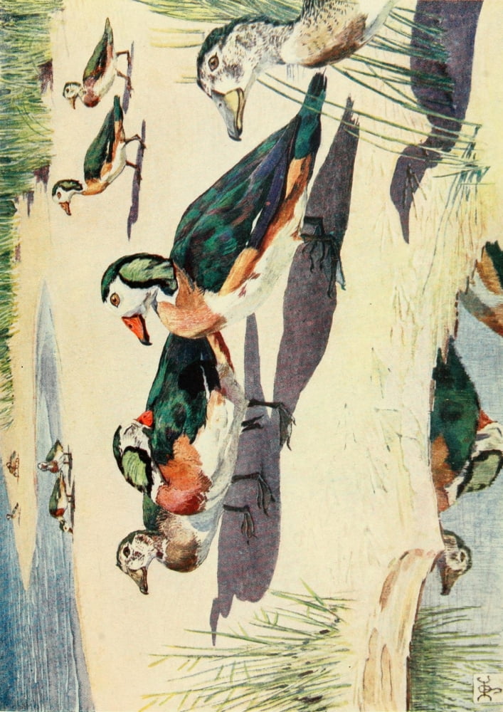 The Uganda Protectorate 1902 Pygmy geese Canvas Art - Sir Harry Johnston (18 x 24)