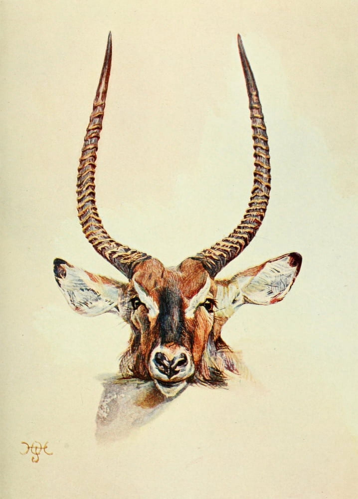 The Uganda Protectorate 1902 Semliki Waterbuck Canvas Art - Sir Harry Johnston (18 x 24)
