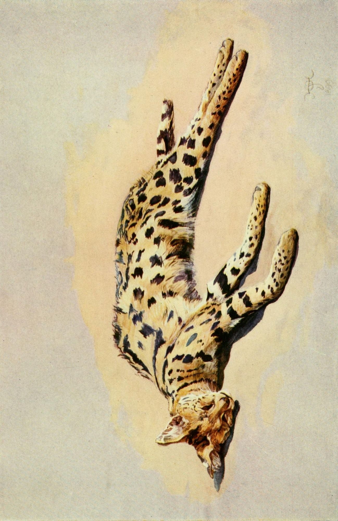 The Uganda Protectorate 1902 Serval cat Canvas Art - Sir Harry Johnston (24 x 36)