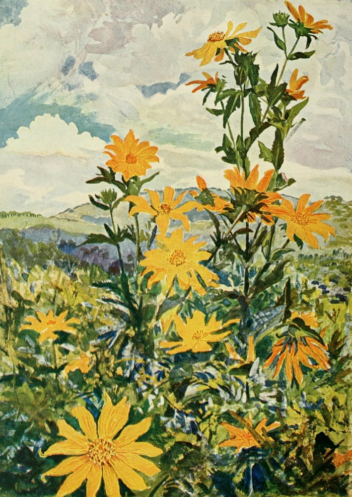 The Uganda Protectorate 1902 Sunflowers in Uganda Canvas Art - Sir Harry Johnston (18 x 24)