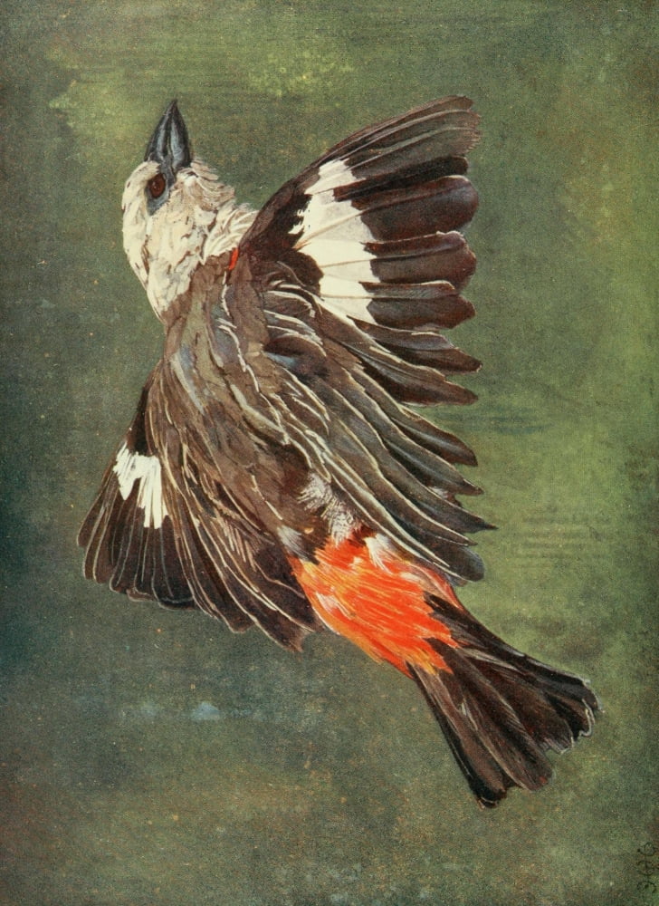 The Uganda Protectorate 1902 The king of the sparrows Canvas Art - Sir Harry Johnston (18 x 24)