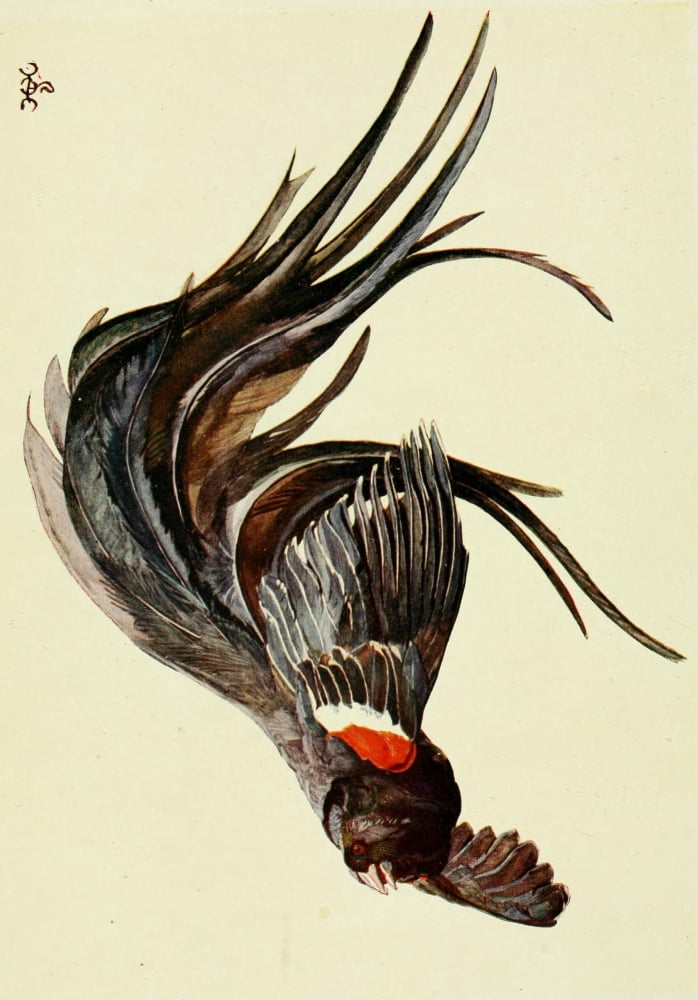 The Uganda Protectorate 1902 The king of the widow-finches Canvas Art - Sir Harry Johnston (24 x 36)