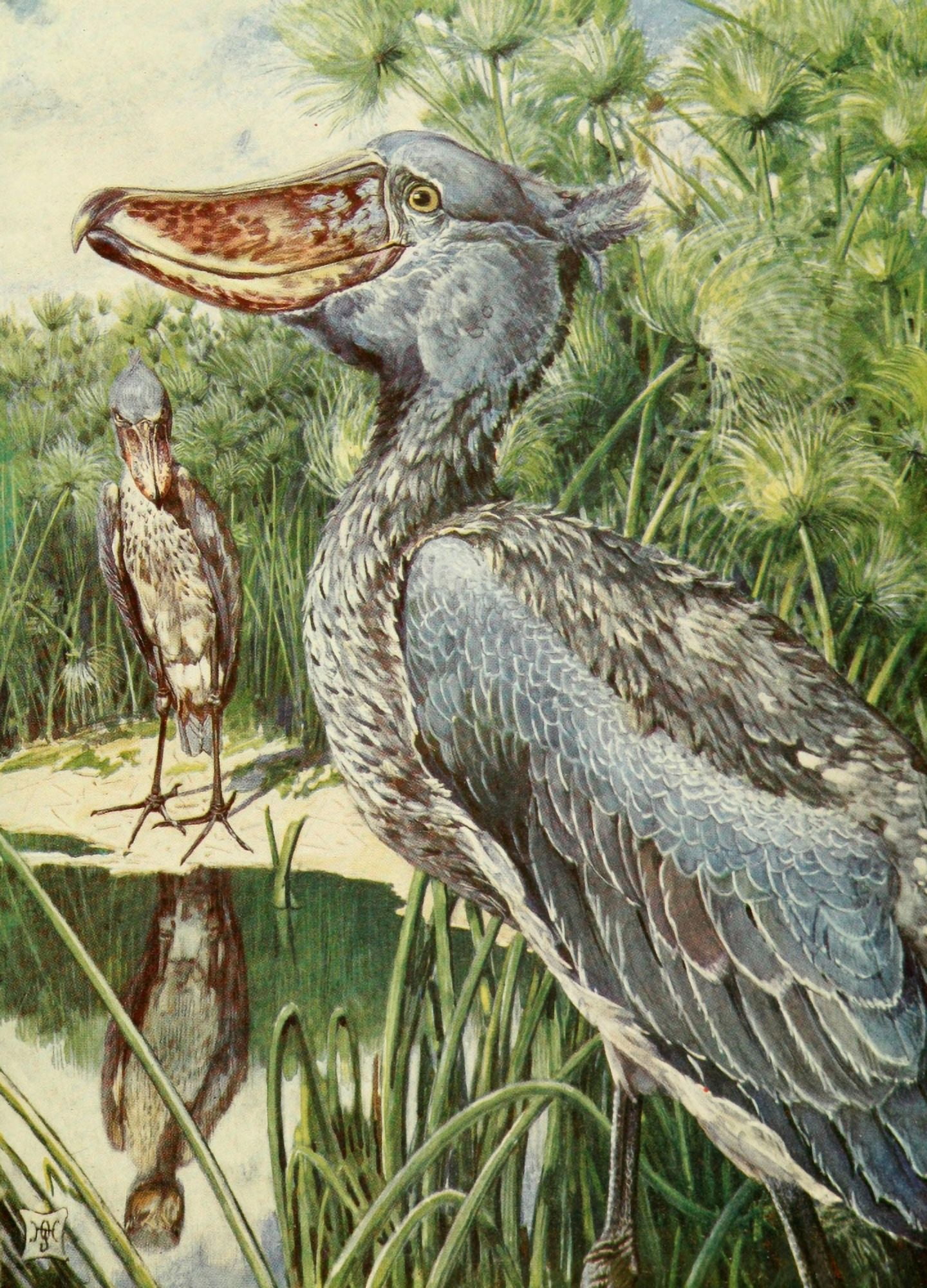 The Uganda Protectorate 1902 The whale-headed stork at home Canvas Art - Sir Harry Johnston (18 x 24)