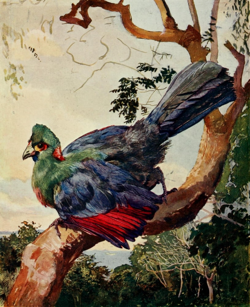 The Uganda Protectorate 1902 Turaco of Ruwenzori Canvas Art - Sir Harry Johnston (24 x 36)
