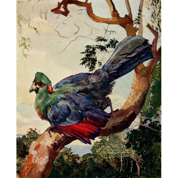 The Uganda Protectorate 1902 Turaco of Ruwenzori Poster Print by  Sir Harry Johnston (24 x 36)