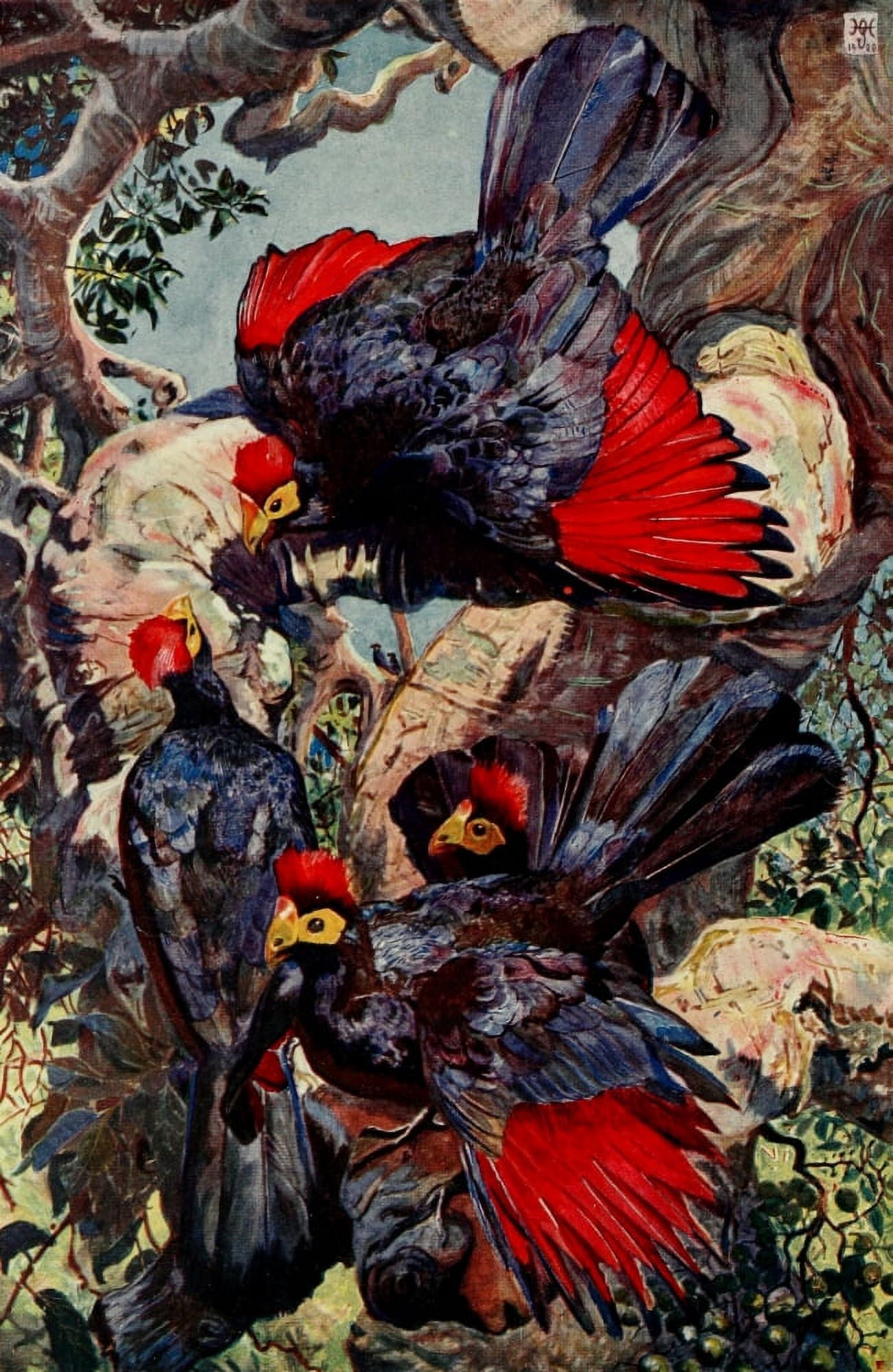 The Uganda Protectorate 1902 Violet Plantain-eaters at play Canvas Art - Sir Harry Johnston (18 x 24)