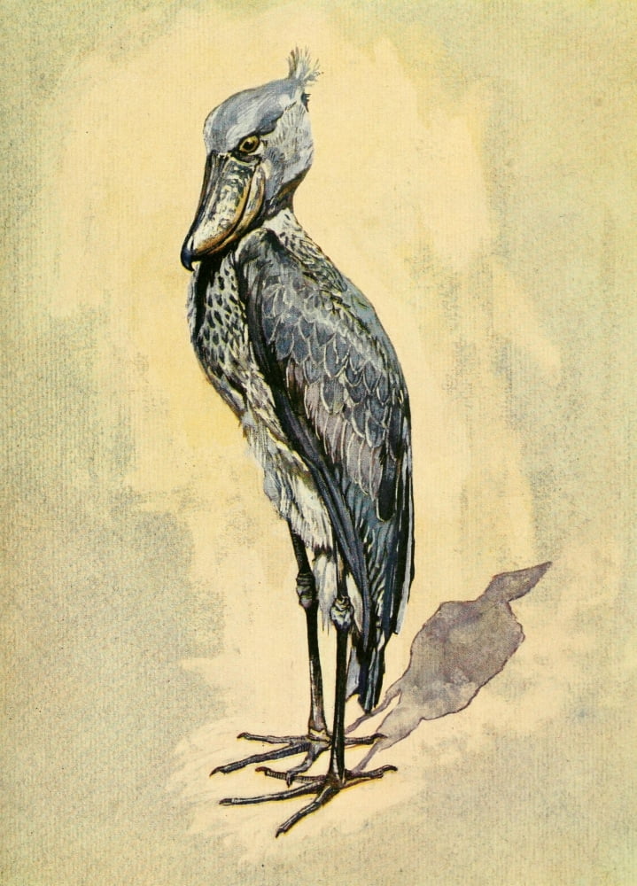 The Uganda Protectorate 1902 Whale-headed stork Canvas Art - Sir Harry Johnston (18 x 24)