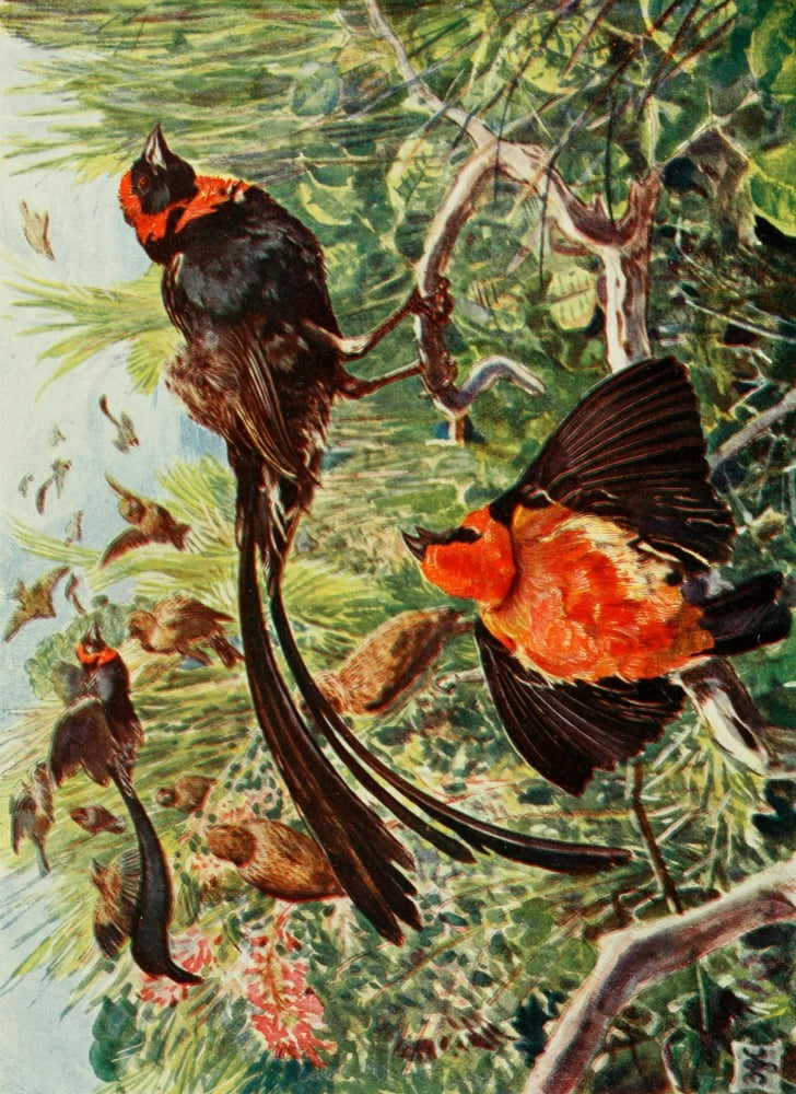 The Uganda Protectorate 1902 Widow birds and Bishop-finches Canvas Art - Sir Harry Johnston (18 x 24)