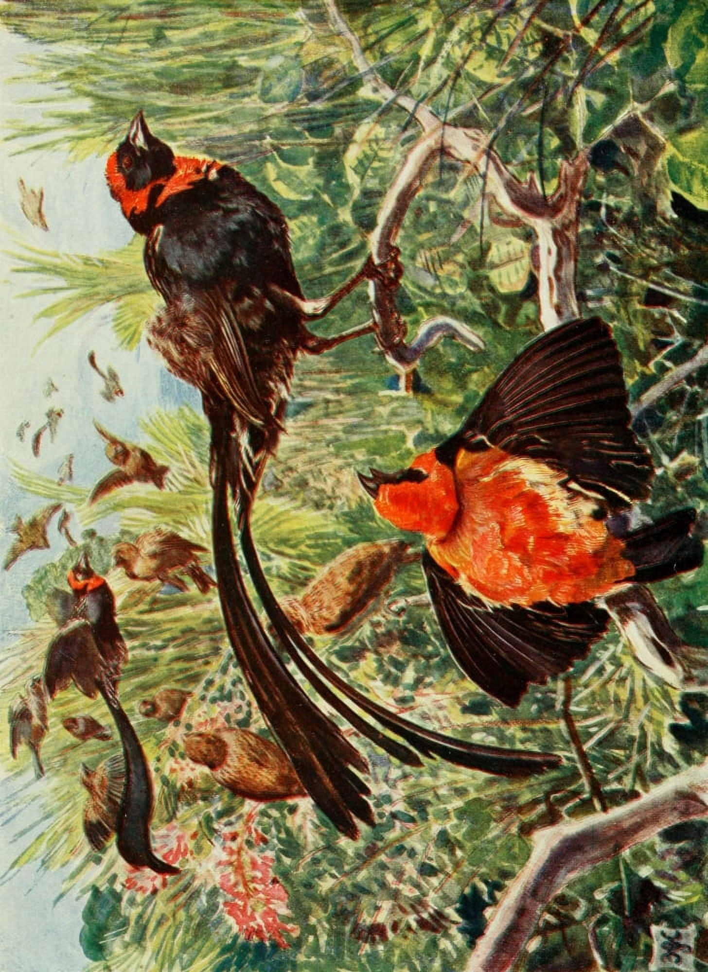 The Uganda Protectorate 1902 Widow birds and Bishop-finches Canvas Art - Sir Harry Johnston (24 x 36)