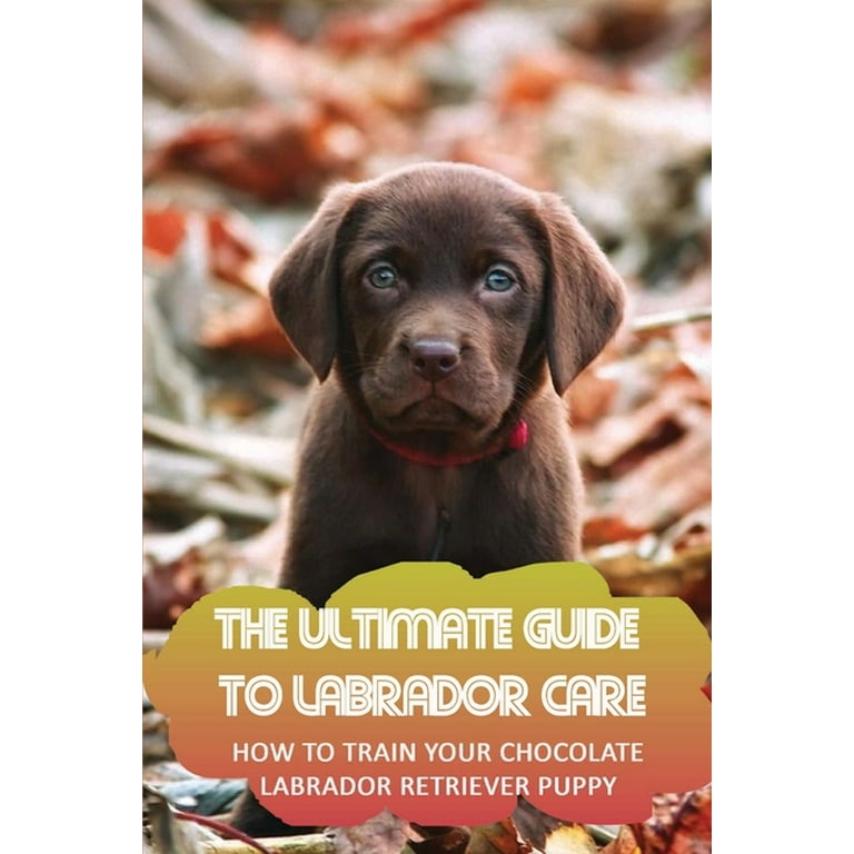Labrador puppy care guide 2025