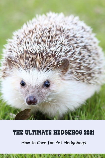 The Ultimate Hedgehog 2021 How to Care for Pet Hedgehogs Basic