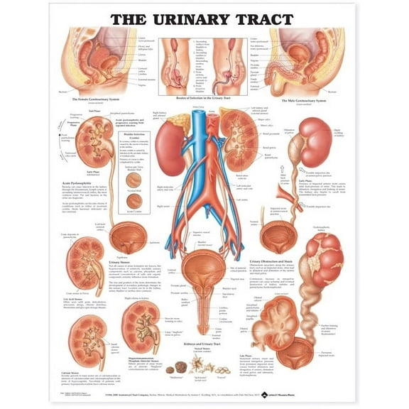 The Urinary Tract Anatomical Chart (Other)