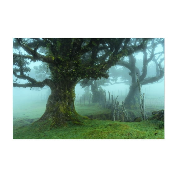 The Valley of Lost Souls - Fanal Laurel Forest of Madeira Island 2 - Madeira Portugal Photography Unframed Wall Art Print 5 x 7 inches