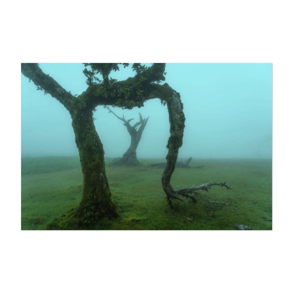 The Valley of Lost Souls - Fanal Laurel Forest of Madeira Island 3 - Madeira Portugal Photography Unframed Wall Art Print 24 x 36 inches