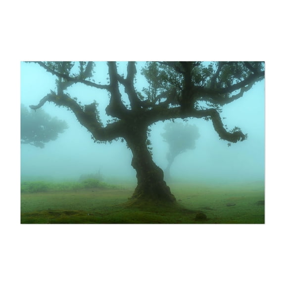 The Valley of Lost Souls - Fanal Laurel Forest of Madeira Island 4 - Madeira Portugal Photography Unframed Wall Art Print 8 x 12 inches