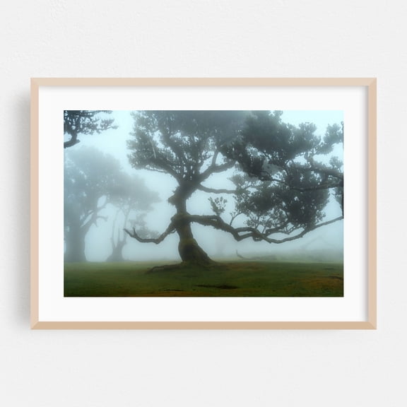 The Valley of Lost Souls - Fanal Laurel Forest of Madeira Island - Madeira Portugal Photography Oak Framed Wall Art Print 16 x 24 inches