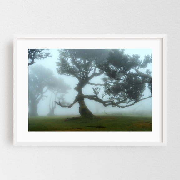 The Valley of Lost Souls - Fanal Laurel Forest of Madeira Island - Madeira Portugal Photography White Framed Wall Art Print 24 x 36 inches
