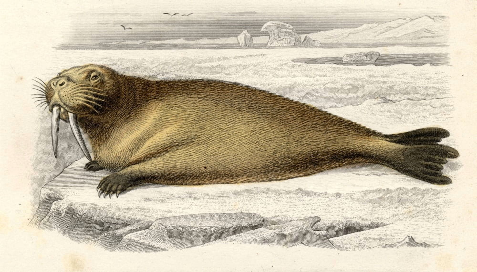 The Walrus Drawn By Edouard Travies Engraved By Paquien Canvas Art - Ken Welsh Design Pics (40 x 22)
