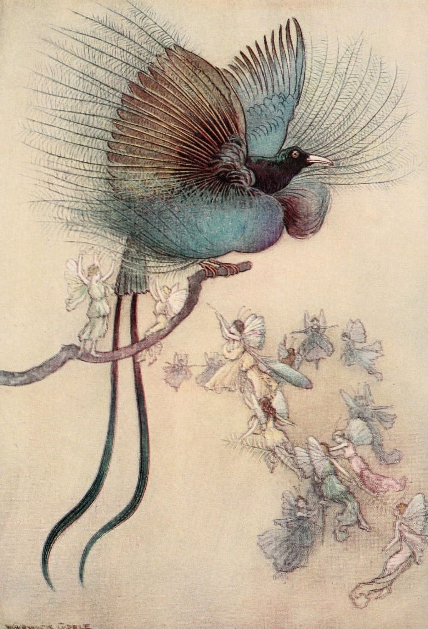 The Water-Babies 1909 The most beautiful Bird of Paradise Canvas Art - Warwick Goble (24 x 36)