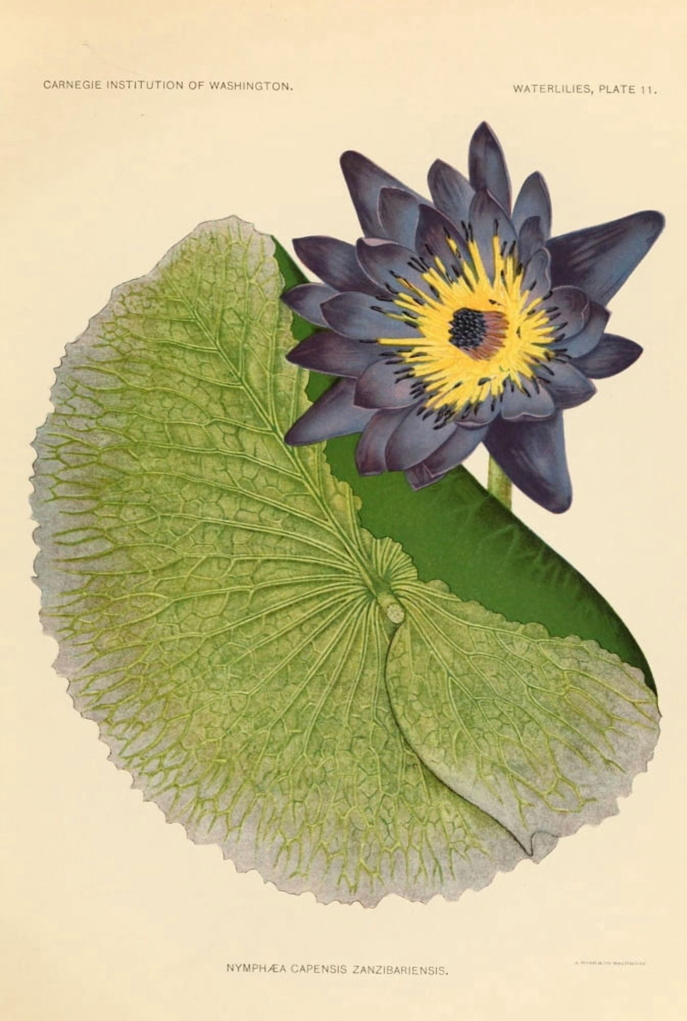 The Waterlilies 1905 Nymphaea Capensis Canvas Art - A Hoen & Co (18 x 24)