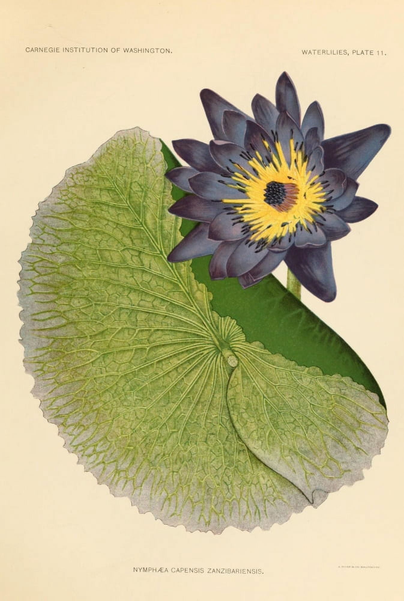 The Waterlilies 1905 Nymphaea Capensis Canvas Art - A Hoen & Co (24 x 36)