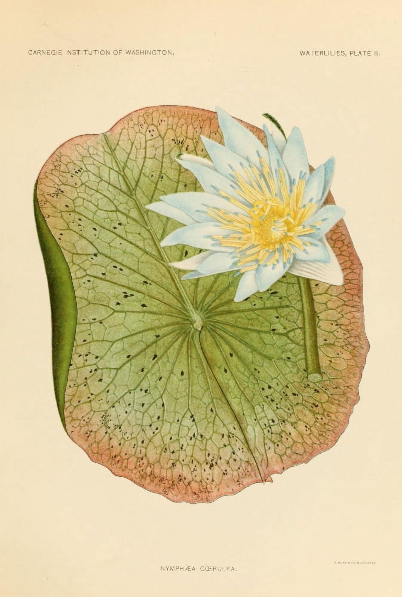 The Waterlilies 1905 Nymphaea Coerulea Canvas Art - A Hoen & Co (24 x 36)