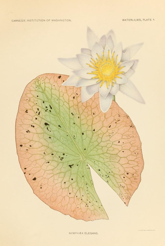 The Waterlilies 1905 Nymphaea Elegans Canvas Art - A Hoen & Co (24 x 36)
