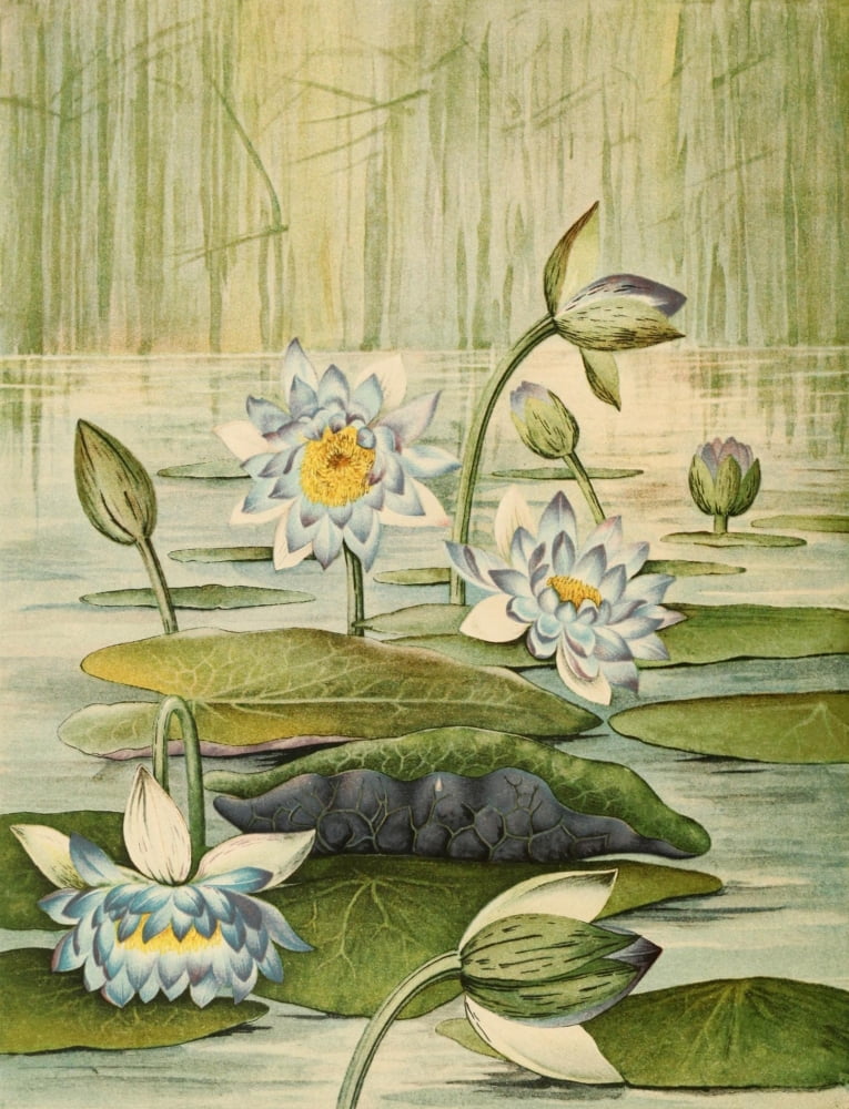 The Waterlilies 1905 Nymphaea Gigantea Volacea Canvas Art - A Hoen & Co (24 x 36)