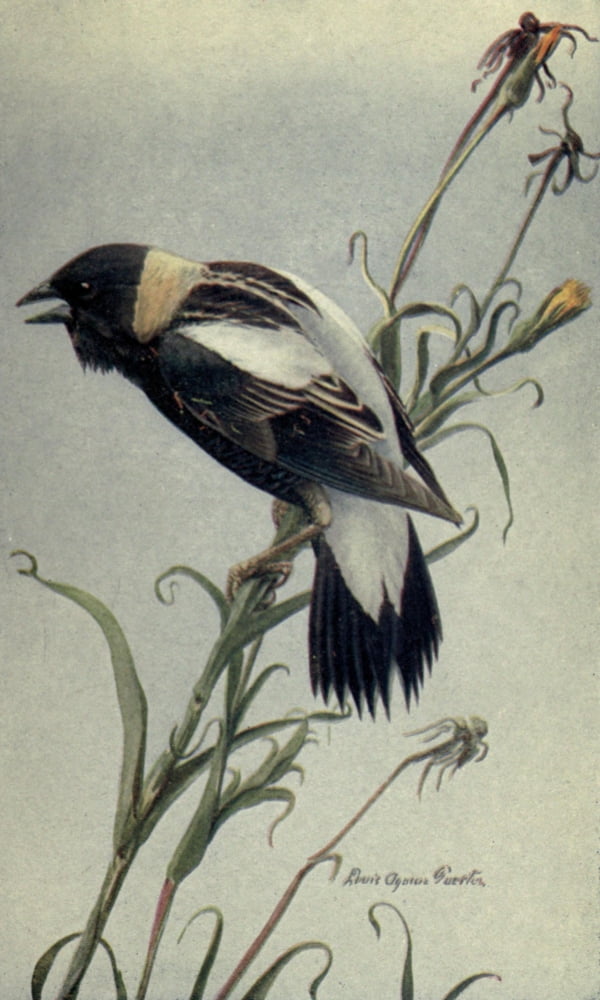 The Way to Study Birds 1917 Bobolink Canvas Art - LA Fuertes (18 x 24)