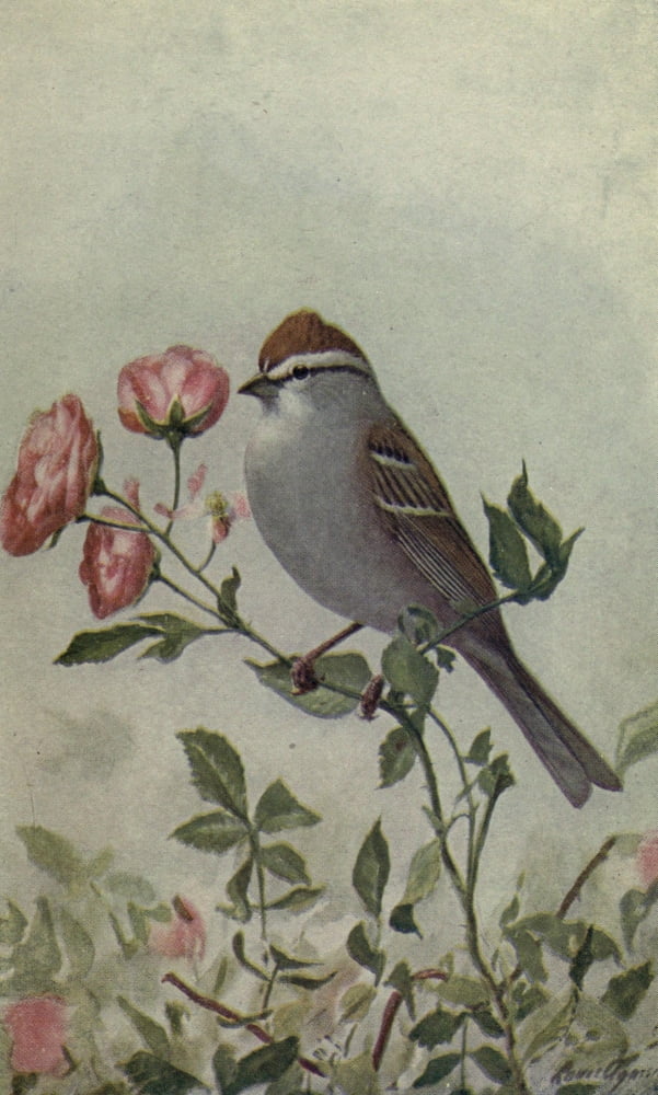 The Way to Study Birds 1917 Chipping Sparrow Canvas Art - LA Fuertes (18 x 24)