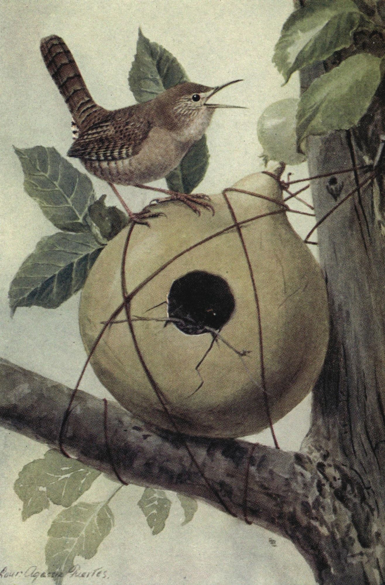 The Way to Study Birds 1917 House Wren Canvas Art - LA Fuertes (24 x 36)