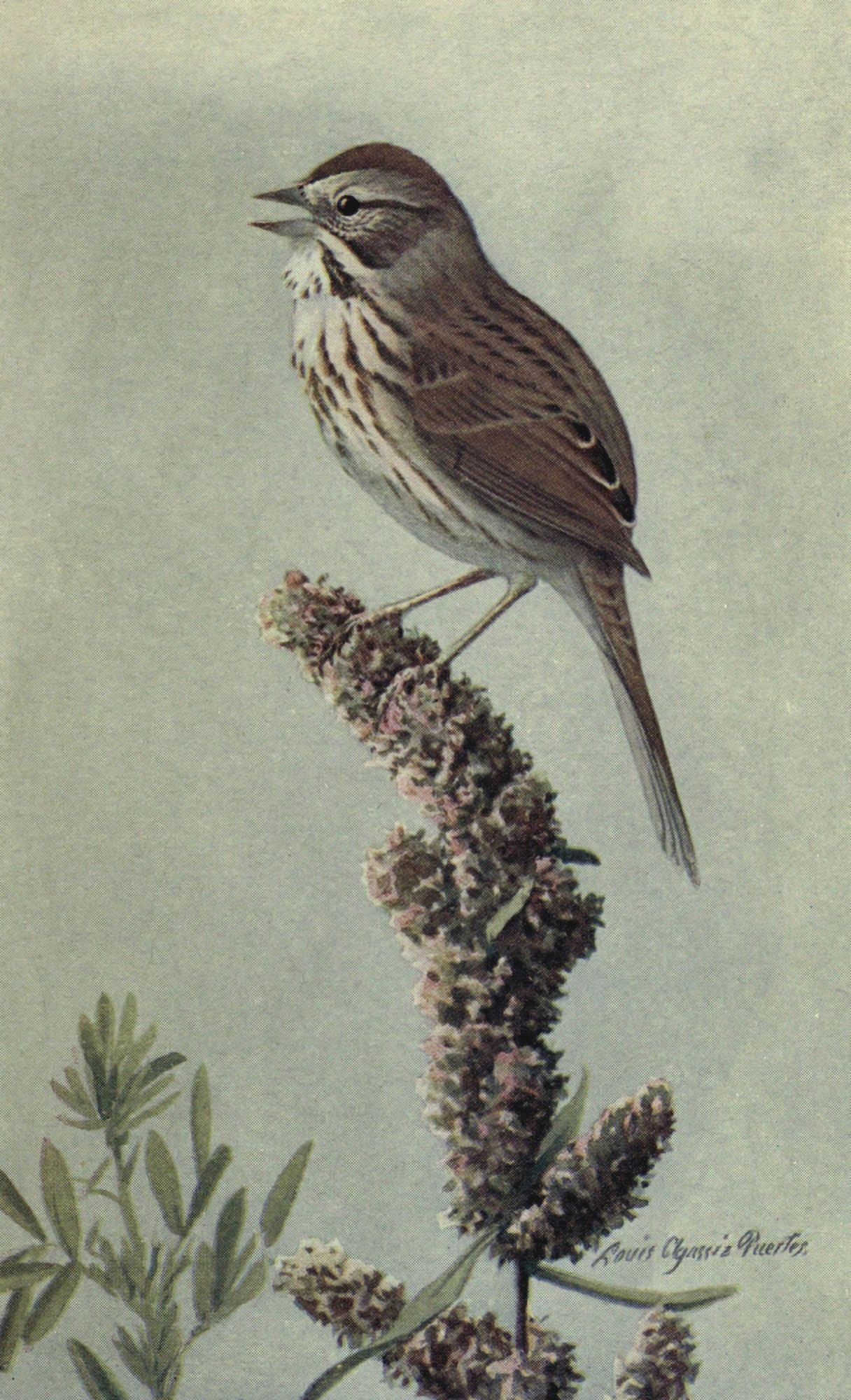 The Way to Study Birds 1917 Song Sparrow Canvas Art - LA Fuertes (24 x 36)