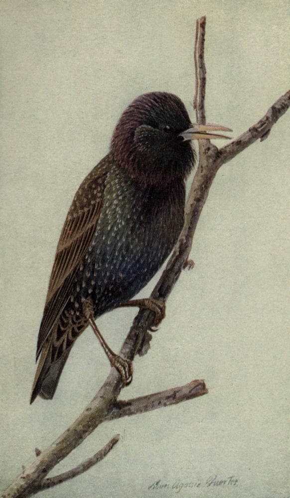 The Way to Study Birds 1917 Starling Canvas Art - LA Fuertes (18 x 24)