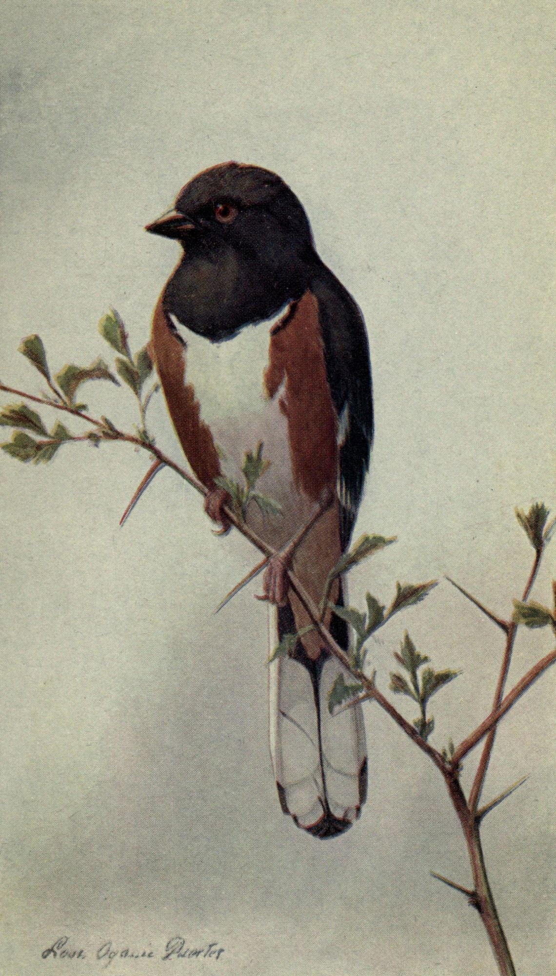 The Way to Study Birds 1917 Towhee Canvas Art - LA Fuertes (24 x 36)