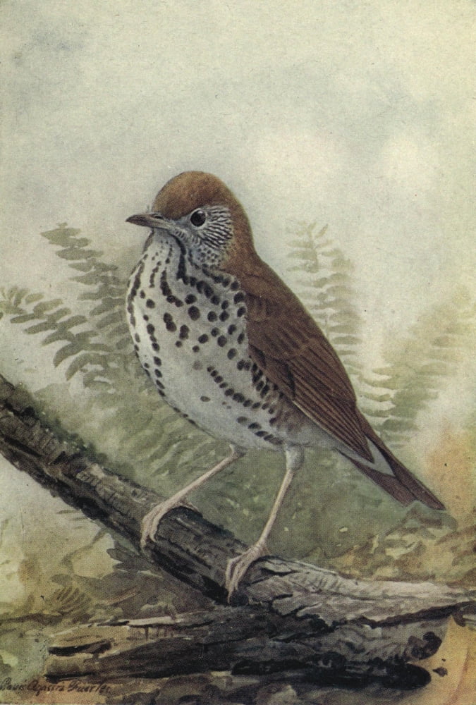 The Way to Study Birds 1917 Wood Thrush Canvas Art - LA Fuertes (24 x 36)