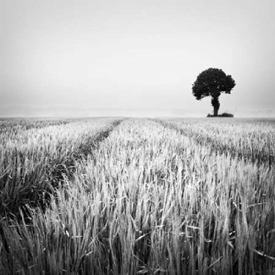 The Wheat Field Canvas Art - Margaret Morrissey (24 x 24)