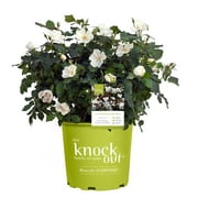 The White Knock Out® Rose Plant with Pure White Blooms 1 Gallon