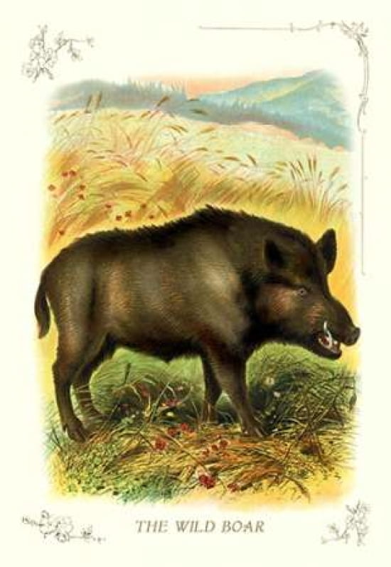 The Wild Boar 1900 Canvas Art - Unknown (24 x 36)