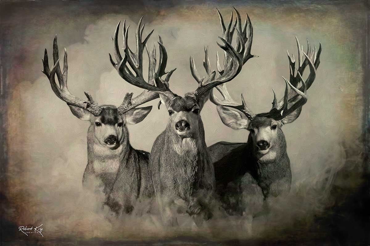 The Wild Bunch Dark Mule Deer Print by Robert King, Mule Deer Trophy ...