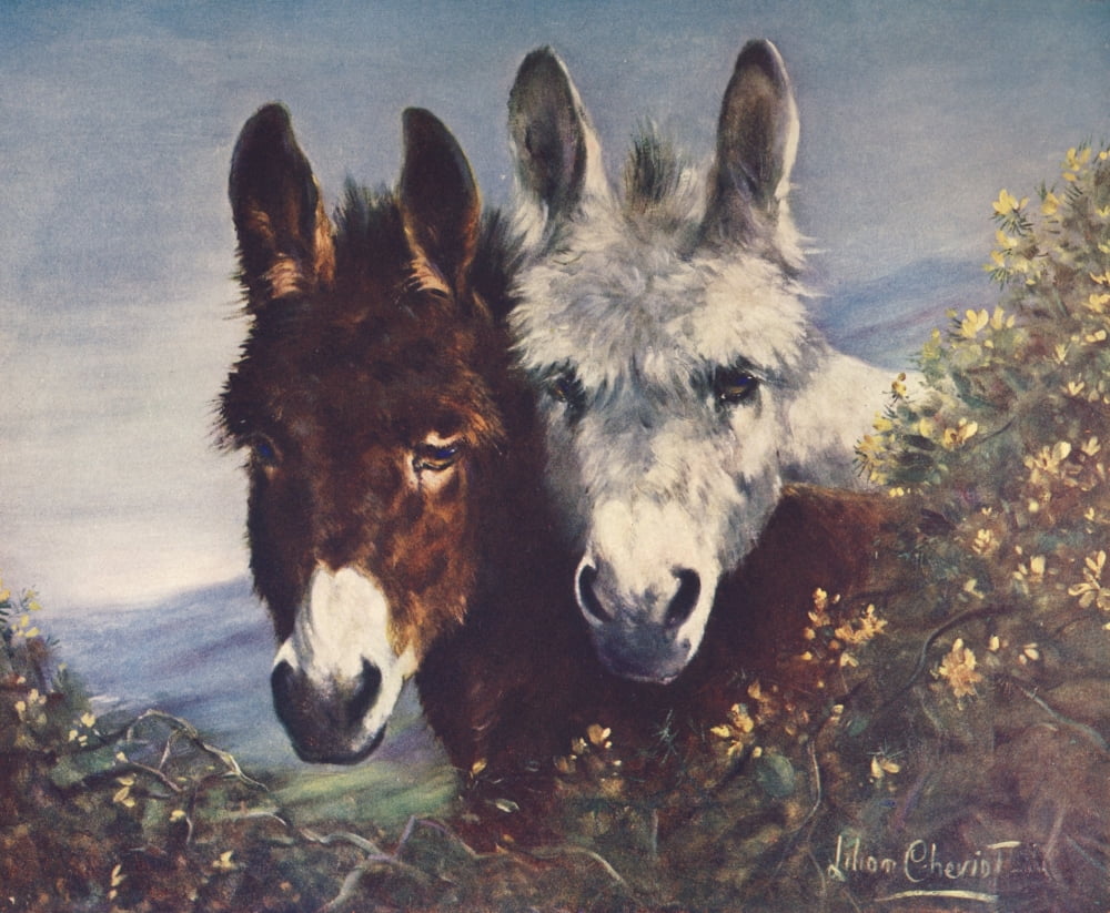 The Wise Ones (Donkeys) Canvas Art - L Cheviot (24 x 36)