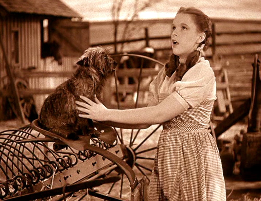 The Wizard Of Oz Canvas Art -  (20 x 16)