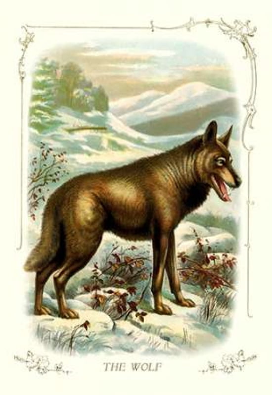 The Wolf 1900 Canvas Art - Unknown (12 x 18)