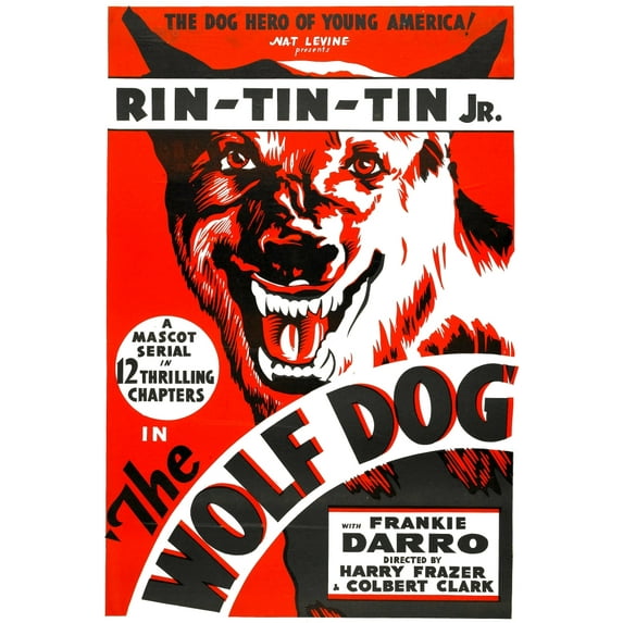 The Wolf Dog Rin Tin Tin Jr. 1933 Movie Poster Masterprint (11 x 17)