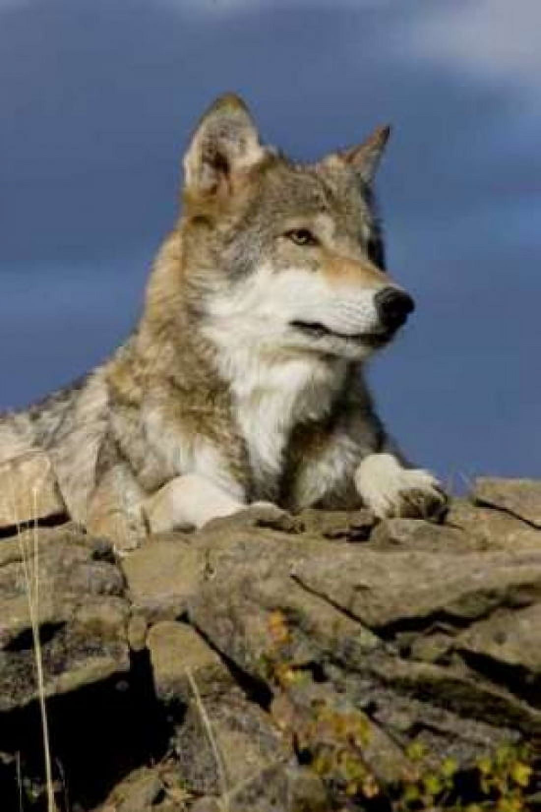 The Wolf King Canvas Art - Susann Parker (24 x 36)