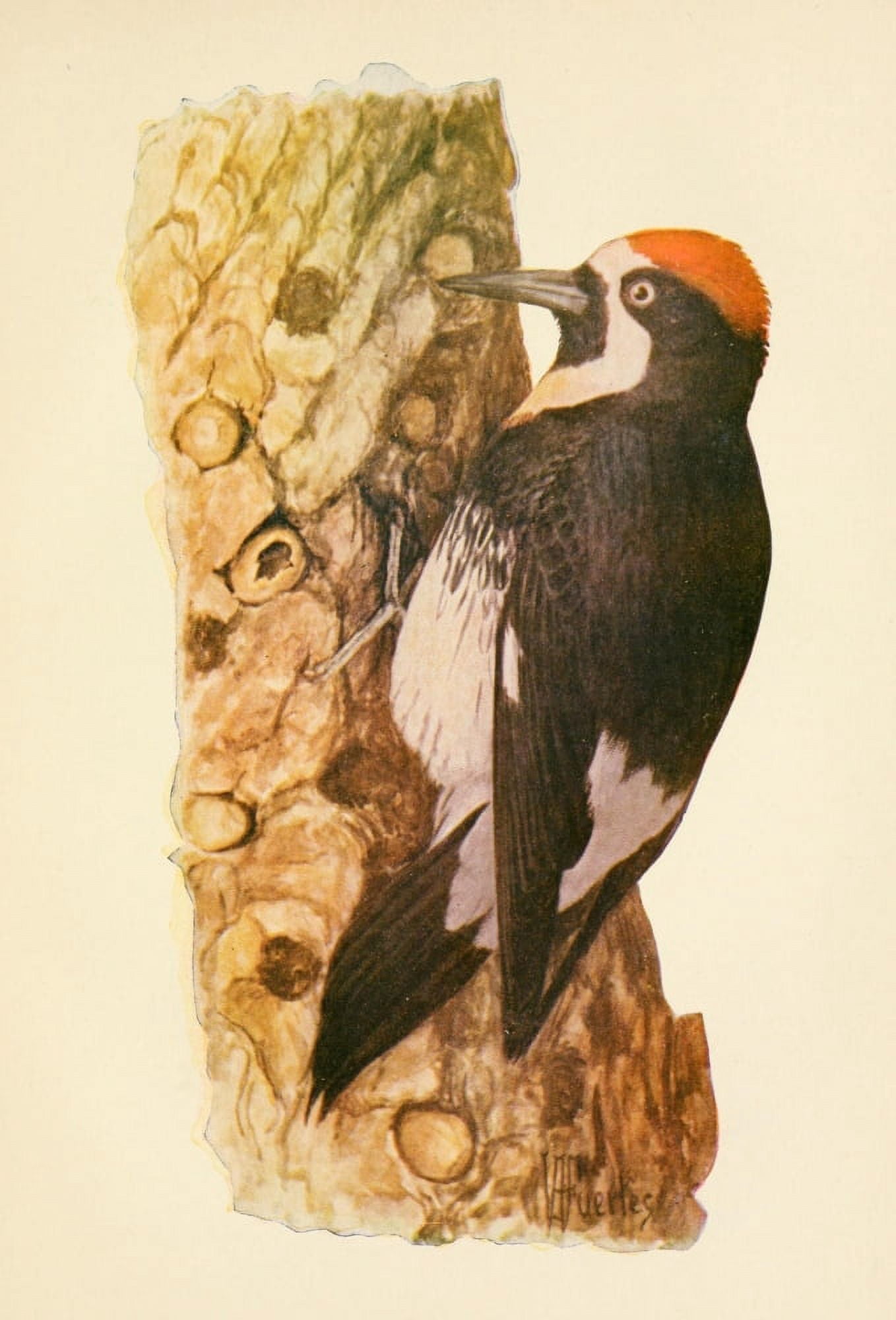 The Woodpecker 1901 California Woodpecker Canvas Art - LA Fuertes (18 x 24)