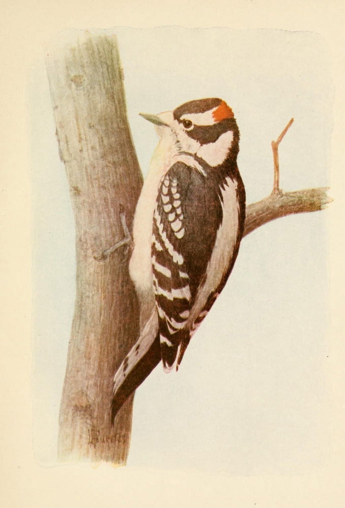 The Woodpecker 1901 Downy Woodpecker Canvas Art - LA Fuertes (18 x 24)
